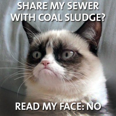 grumpy cat