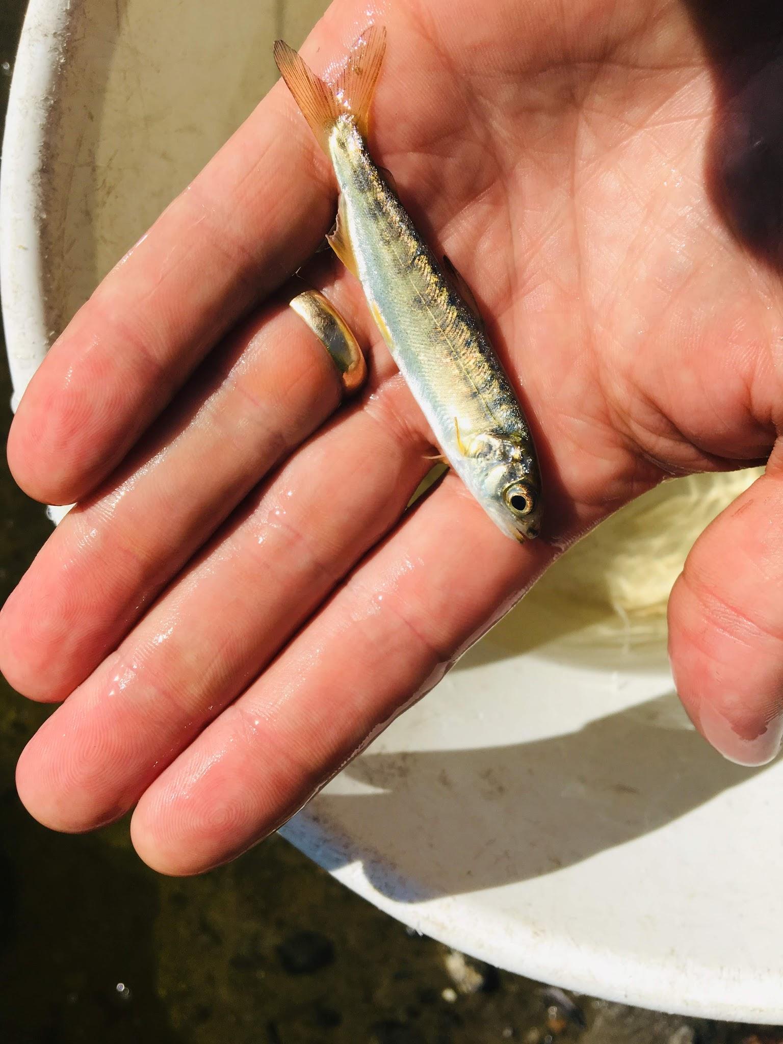 rescuing baby salmon in the Comox Valley