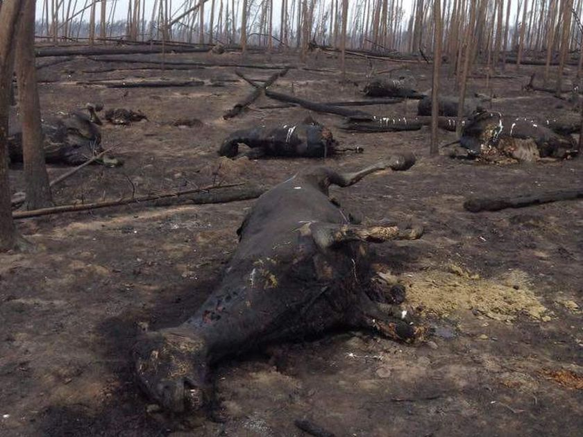 Horses burned alive