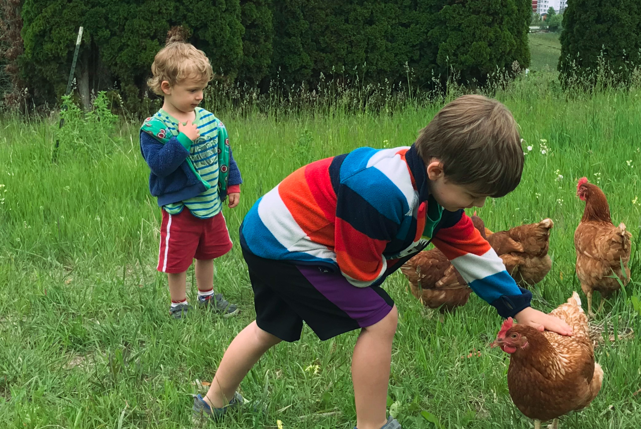 Kyla's kids with chickens